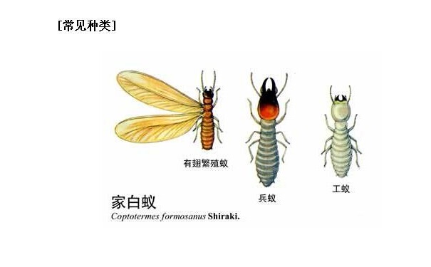 白蟻防治措施—2015最詳細的方案