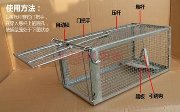家里有老鼠怎么辦?滅老鼠最有效的方法