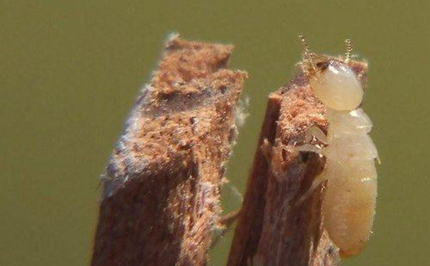 廣東口岸首次截獲油梨長鼻白蟻