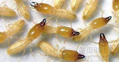 寧波滅蟲公司