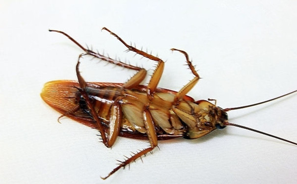 寧波殺蟲公司