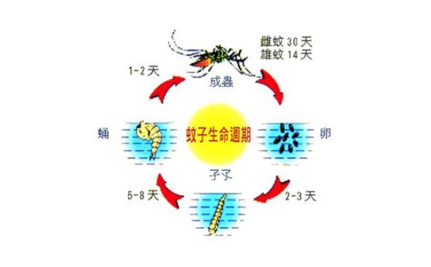 上海滅蟲(chóng)公司