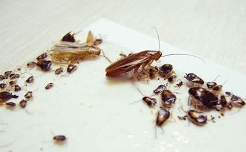 怎么消滅蟑螂