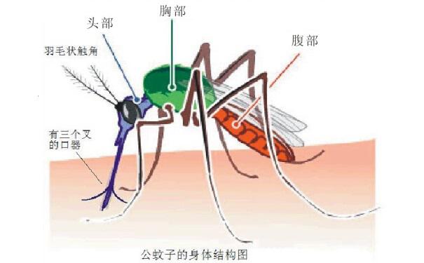 除蟲(chóng)公司提醒你:滅蚊子首先要了解蚊子
