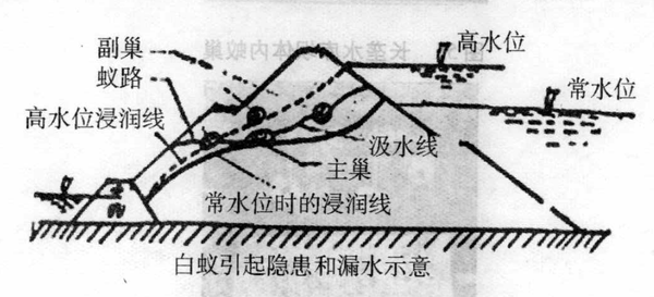 水庫大壩白蟻防治重點(diǎn)介紹
