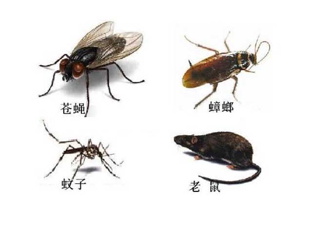 滅蟲公司防治蟲害三步曲