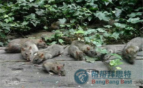 滅鼠公司針對常見滅鼠方法的效果分析