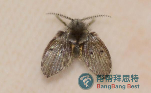 家里出現(xiàn)大量的小飛蟲(chóng)應(yīng)該如何簡(jiǎn)單消滅