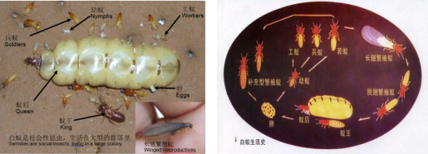 白蟻防治