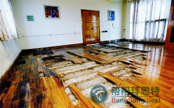 白蟻的危害以及最佳防治方法