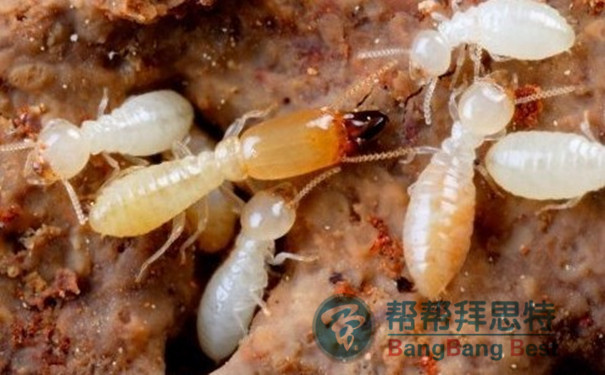 白蟻的危害以及最佳防治方法