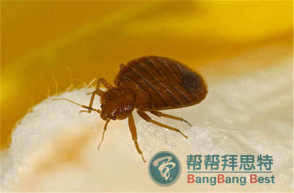 除蟲公司提醒:臭蟲不但咬人還可傳播疾病