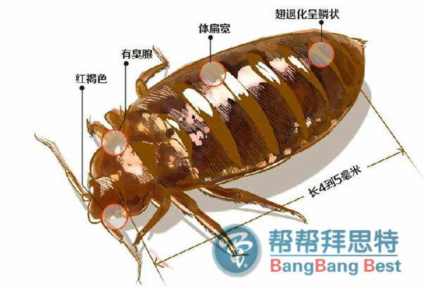 除蟲公司提醒:臭蟲不但咬人還可傳播疾病