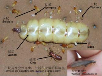 裝修白蟻防治方案