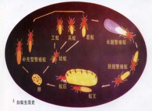 裝修白蟻防治方案