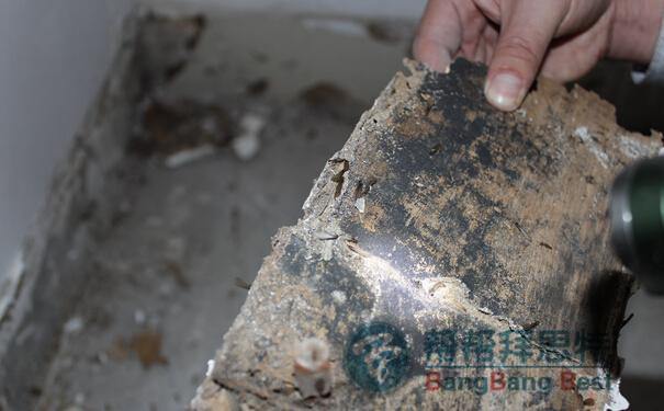 白蟻防治的重要性及方法