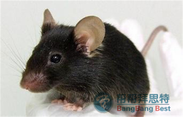 如何滅鼠才能達(dá)到最佳效果