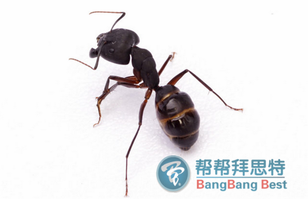 幫幫拜思特專業(yè)殺蟲公司教你滅螞蟻