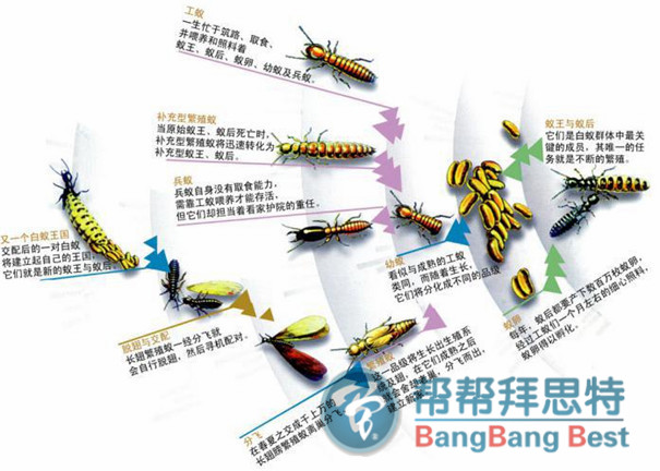 最佳白蟻防治方法