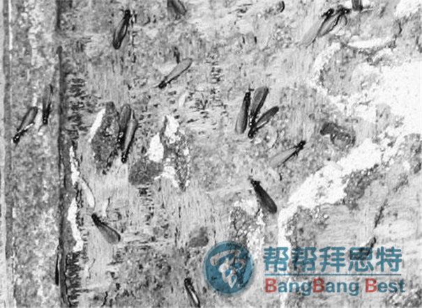 最佳白蟻防治方法