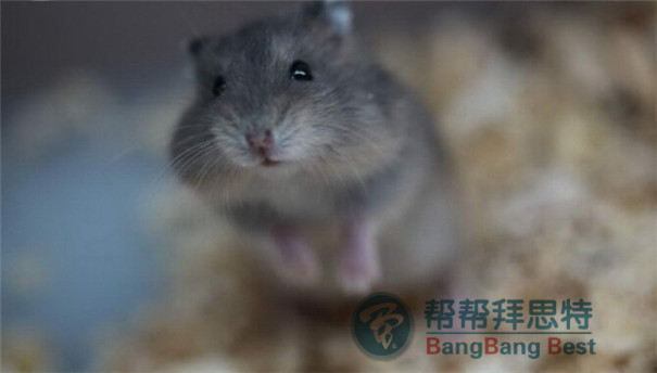 滅鼠公司教你養(yǎng)殖場(chǎng)發(fā)現(xiàn)老鼠應(yīng)該如何防治