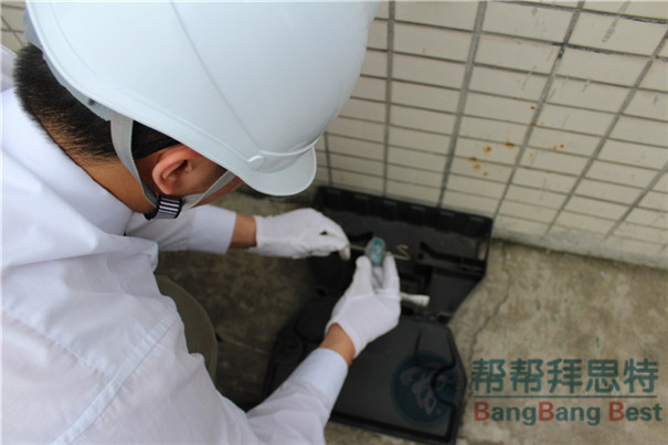 滅鼠公司帶你深入了解鼠類危害