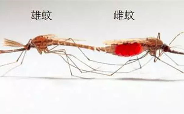 所以蚊子都吸血嗎它喜歡誰(shuí)的血
