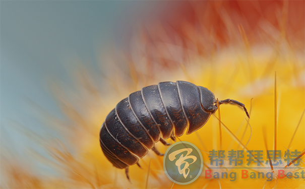 控蟲公司帶你了解鼠婦
