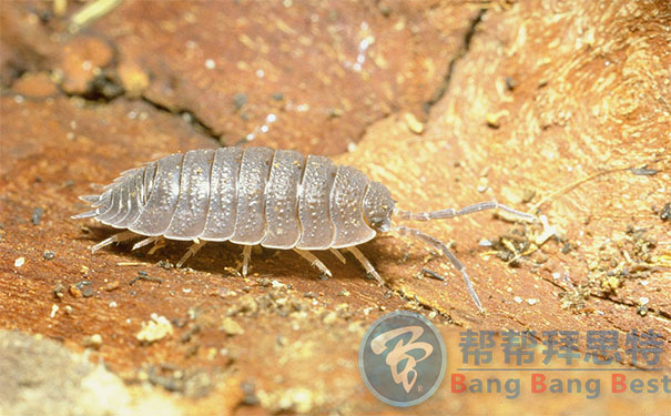 控蟲公司帶你了解鼠婦