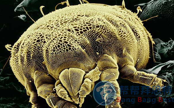 夏天快到了放了一冬天的被子你除螨了嗎