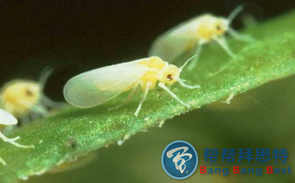 控蟲(chóng)公司教你防治白粉虱