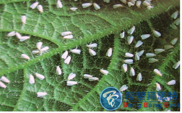 控蟲(chóng)公司教你防治白粉虱