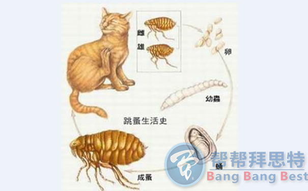 除蟲公司教你發(fā)現(xiàn)和預防寵物身上的寄生蟲