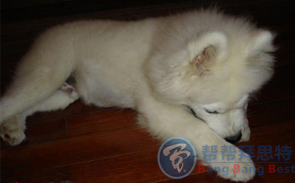 除蟲公司教你發(fā)現(xiàn)和預防寵物身上的寄生蟲