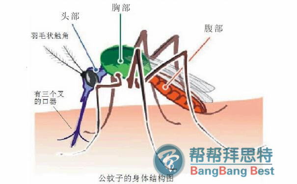 滅蚊子最有效的方法是預防加治理