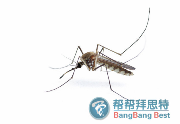 滅蚊子最有效的方法是預防加治理