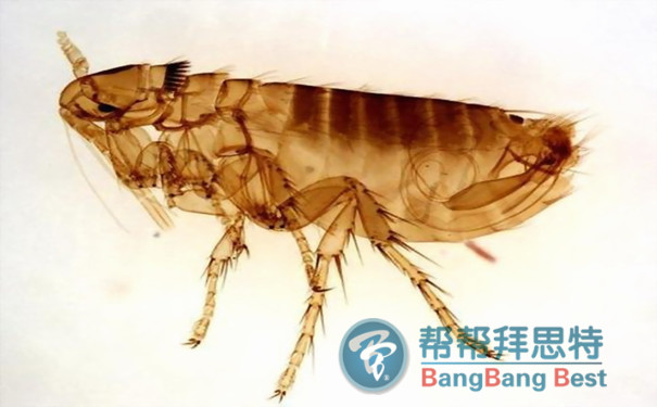 如何科學(xué)有效的防治跳蚤