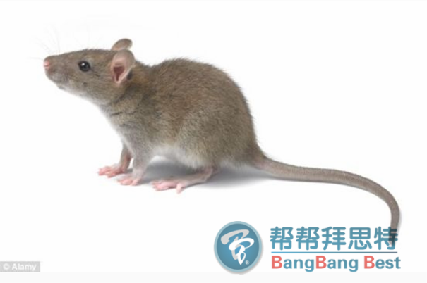 如何防治老鼠進(jìn)入室內(nèi)的最佳方法