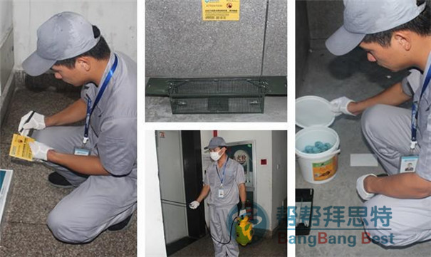 滅鼠公司給大家講最佳滅鼠方法及防護方法