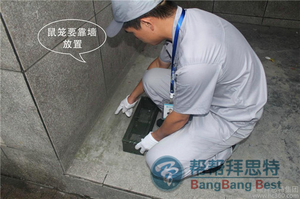 滅鼠公司給大家講最佳滅鼠方法及防護方法