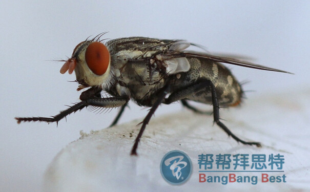 殺蟲公司消滅蒼蠅最有效的方法