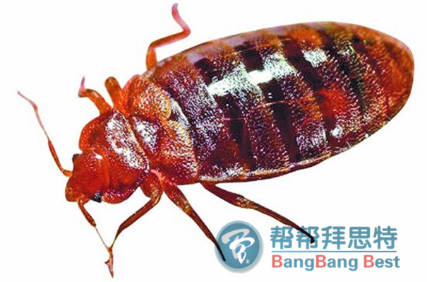 殺蟲公司教你輕松消滅臭蟲