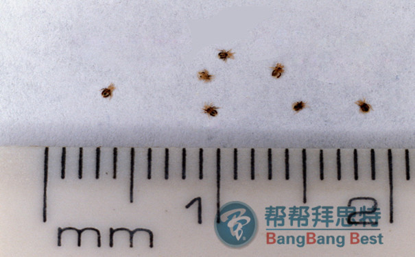 除蟲(chóng)公司滅跳蚤的專業(yè)有效的方法