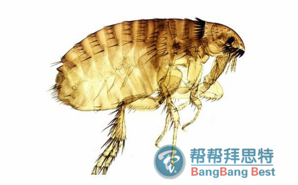 除蟲(chóng)公司滅跳蚤的專業(yè)有效的方法