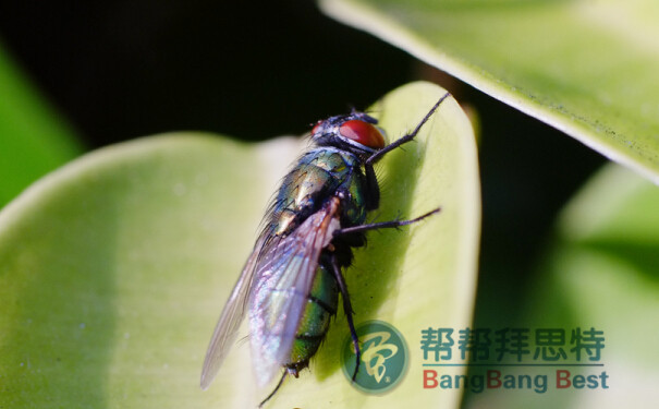 殺蟲公司分析最有效消滅蒼蠅的方法和預(yù)防