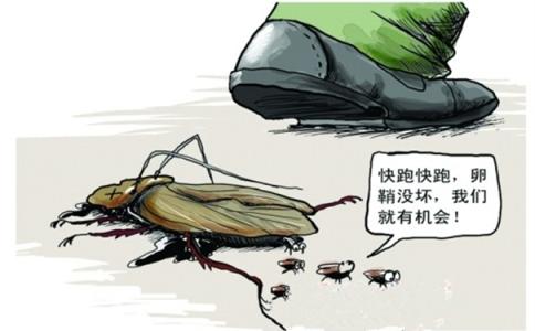 消滅蟑螂最徹底的是從消滅蟑螂卵開(kāi)始