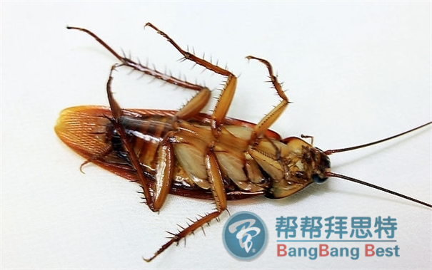 滅蟑螂公司總結(jié)最有效的滅蟑螂方法