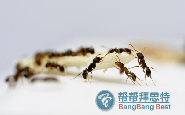 殺蟲公司教大家如何驅(qū)趕和預(yù)防螞蟻