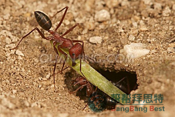 殺蟲公司教大家如何驅(qū)趕和預(yù)防螞蟻