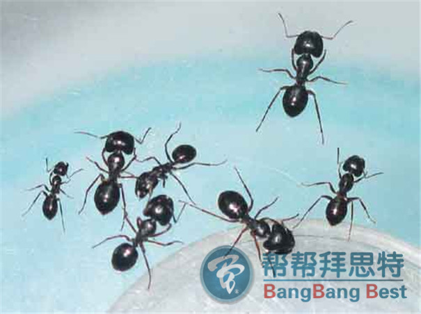 殺蟲公司教大家如何驅(qū)趕和預(yù)防螞蟻